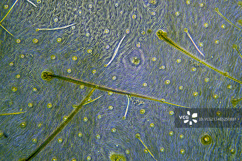 蜘蛛角质层，光学显微照片图片素材
