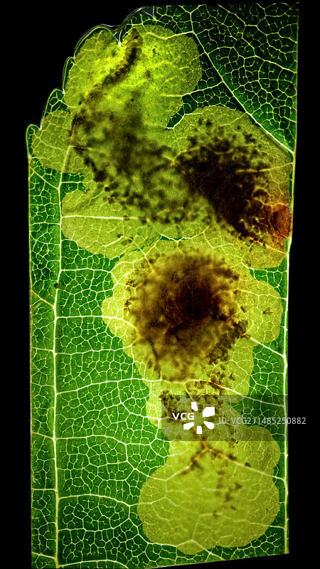 潜叶蛾病，微距照片图片素材