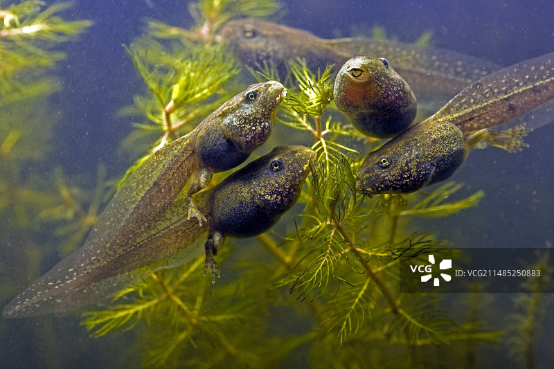 蝌蚪进食微距照片图片素材