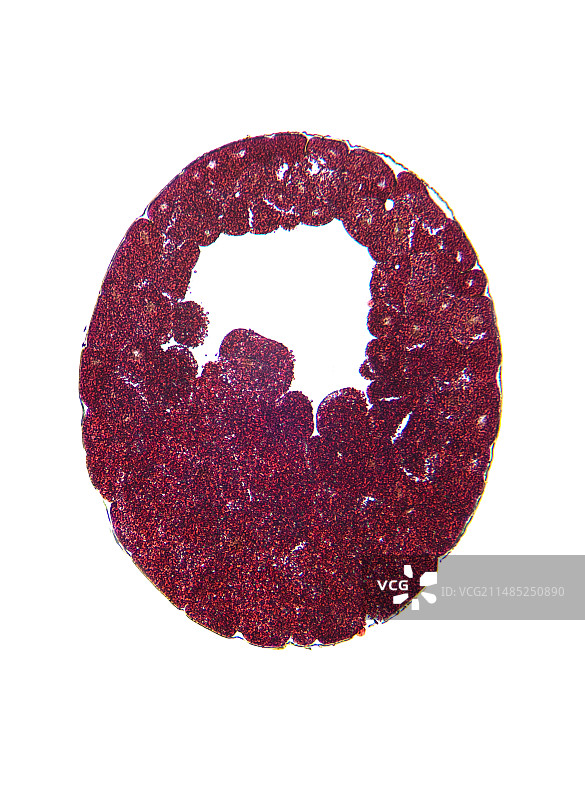 青蛙胚胎，囊胚期图片素材