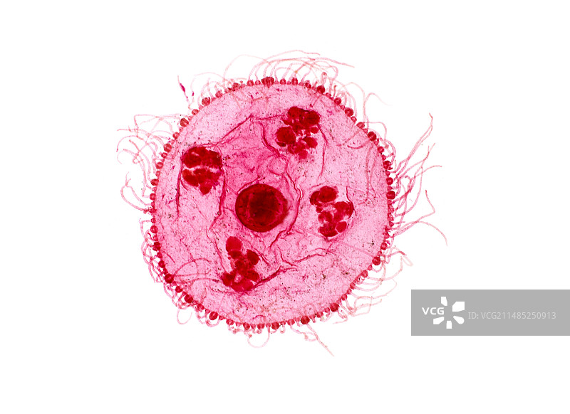 伞水母光学显微照片图片素材