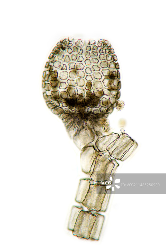 海藻囊果，光学显微照片图片素材