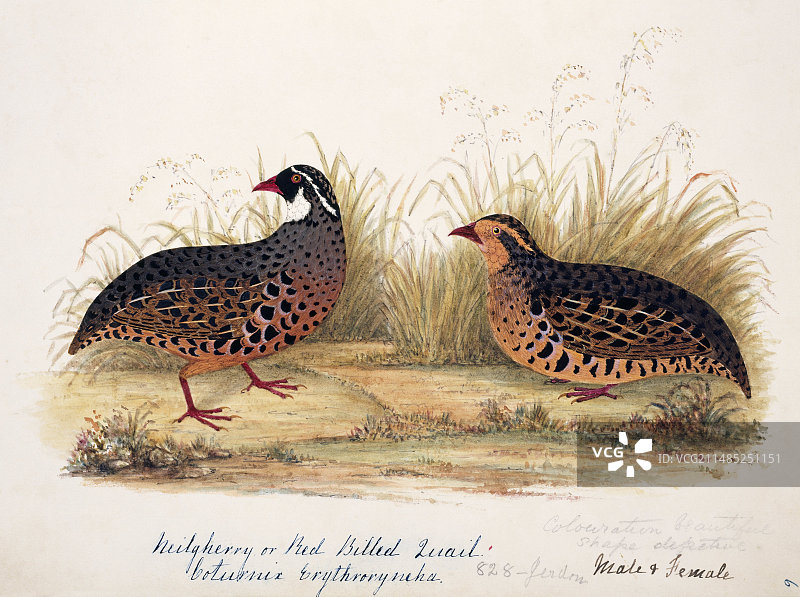 彩绘丛林鹌鹑（一雄一雌）图片素材