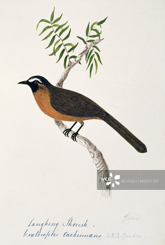 尼尔基里笑鸫图片素材