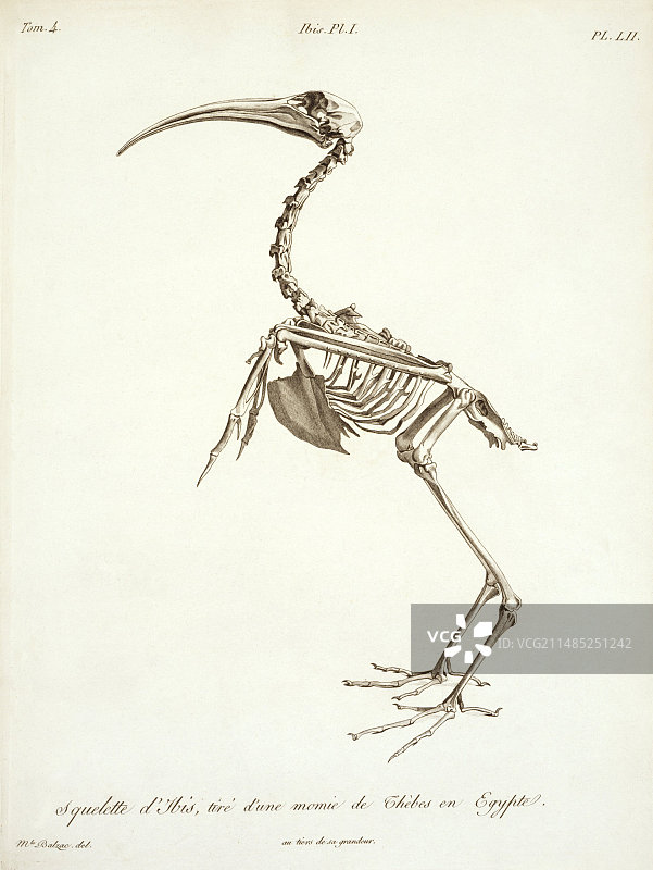 非洲埃及圣鹮骨骼艺术图图片素材
