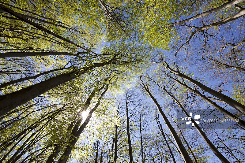 山毛榉树林图片素材