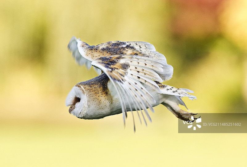 飞行中的仓鸮图片素材