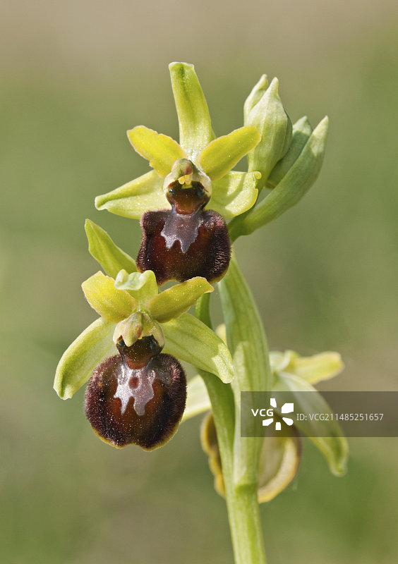 早花蛛兰图片素材