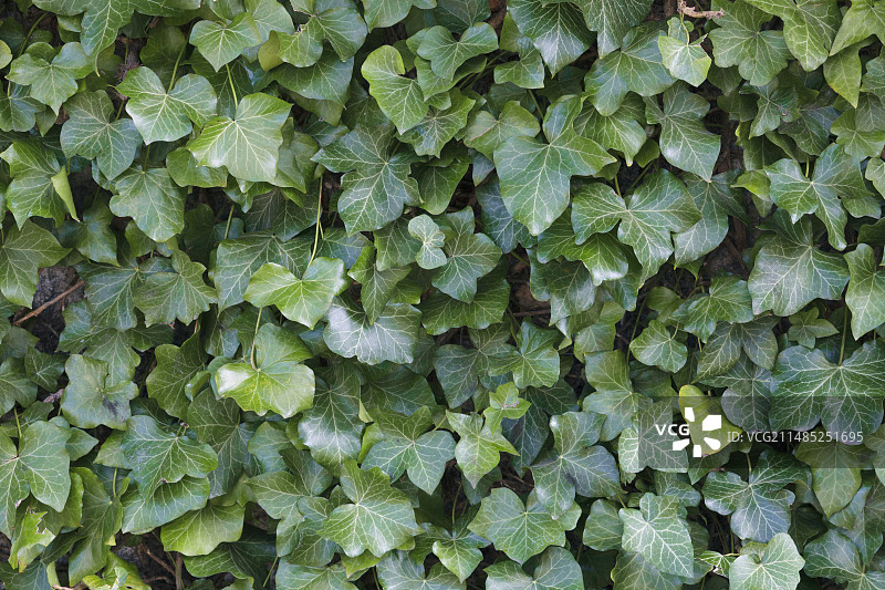 爱尔兰常春藤图片素材