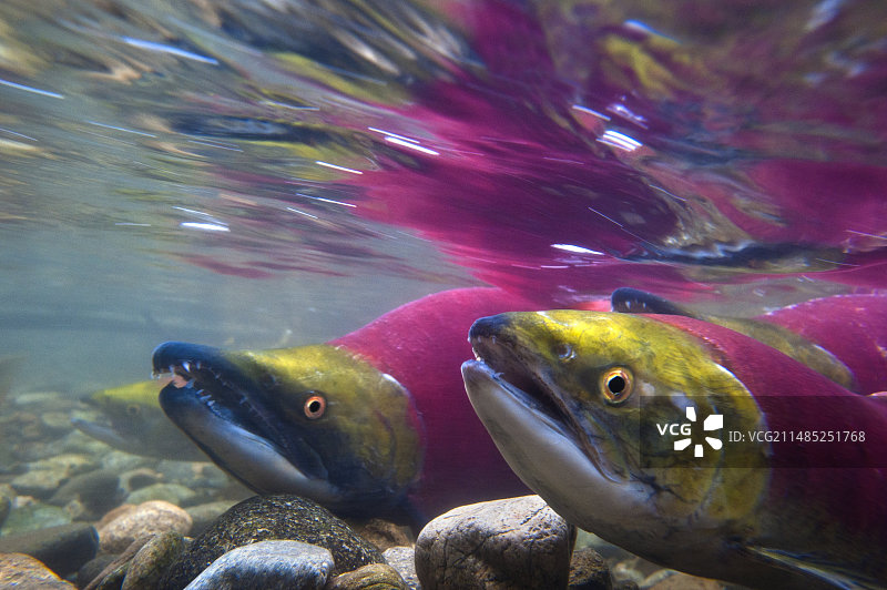 红鲑鱼产卵图片素材