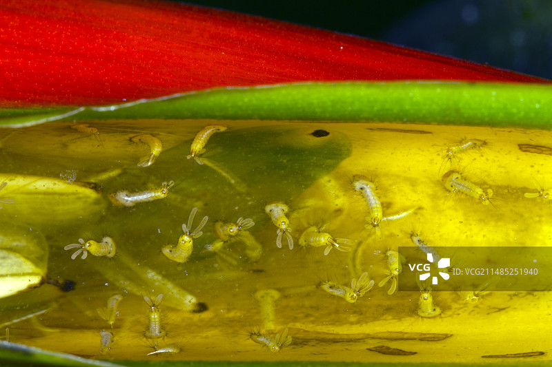 蚊子幼虫图片素材