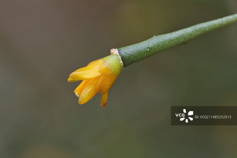 珊瑚掌图片素材