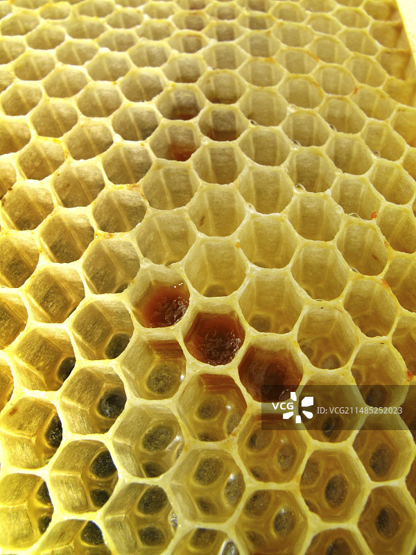 蜂蜡蜂巢中的花粉图片素材