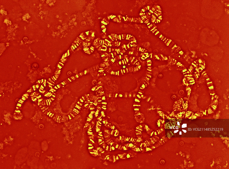 巨型染色体显微照片图片素材