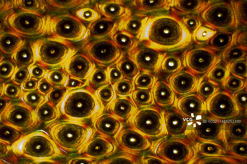 鲸骨组织显微照片图片素材