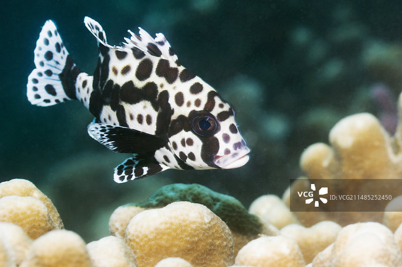 小丑石鲈图片素材