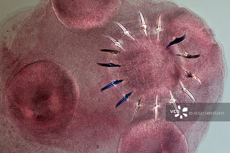 绦虫显微照片图片素材