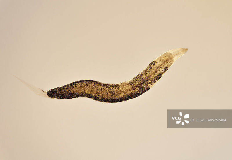 蛲虫，光学显微照片图片素材