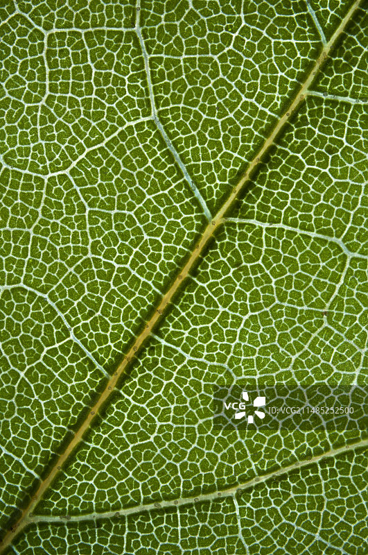 美国橡树叶的光学显微照片图片素材