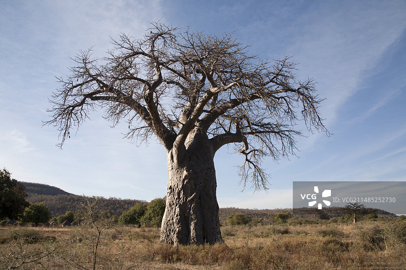 猴面包树图片素材