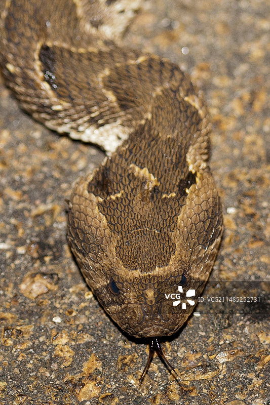 鼓腹巨蝰图片素材