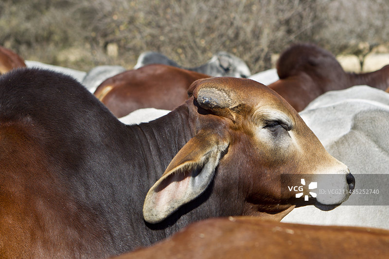 红色婆罗门公牛图片素材