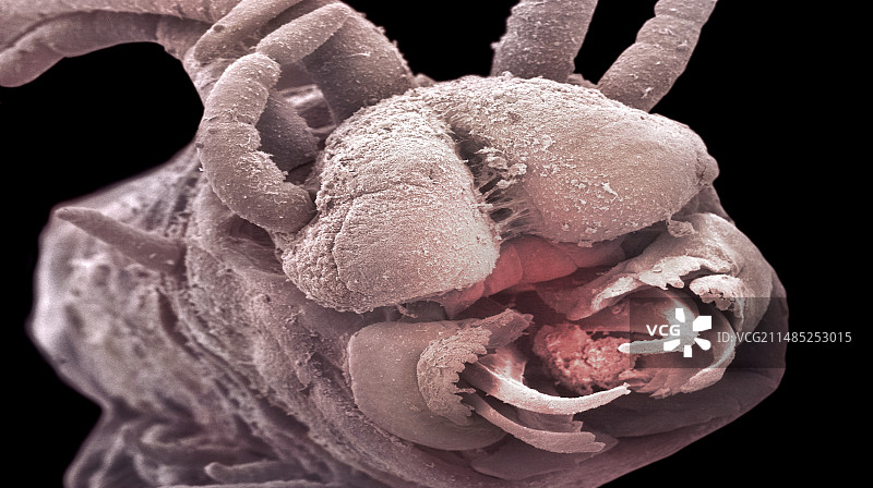 深海蠕虫扫描电镜照片图片素材