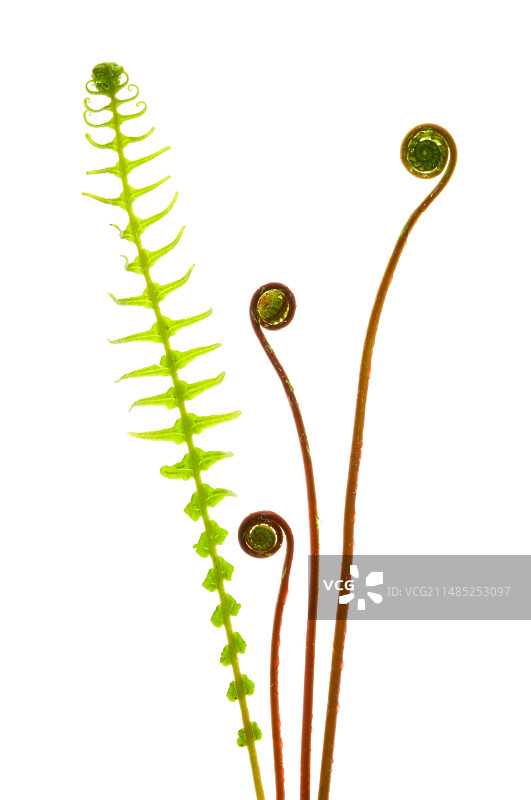 硬蕨叶图片素材