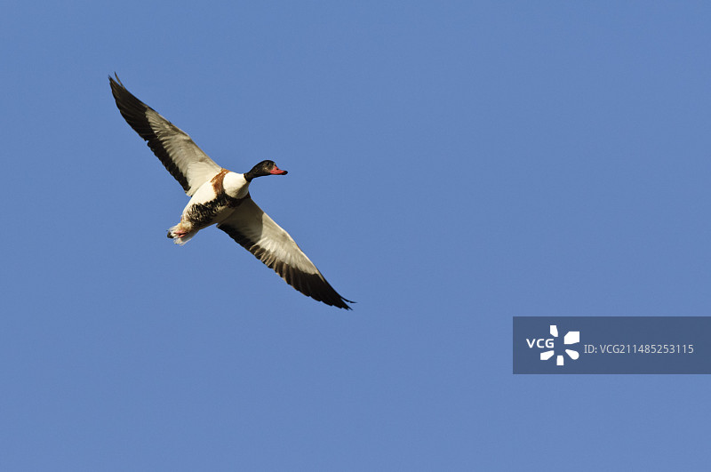 飞翔的普通翘鼻麻鸭图片素材