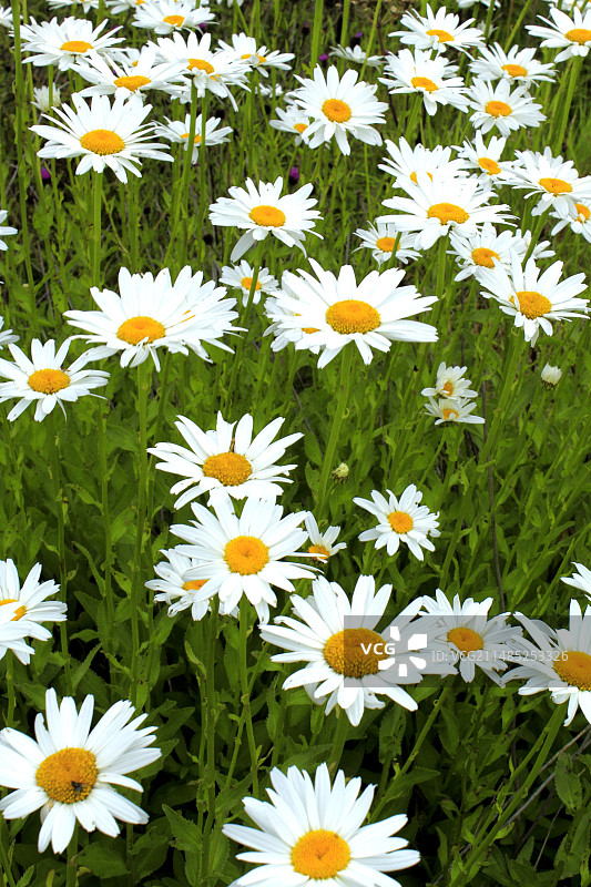 牛眼菊图片素材