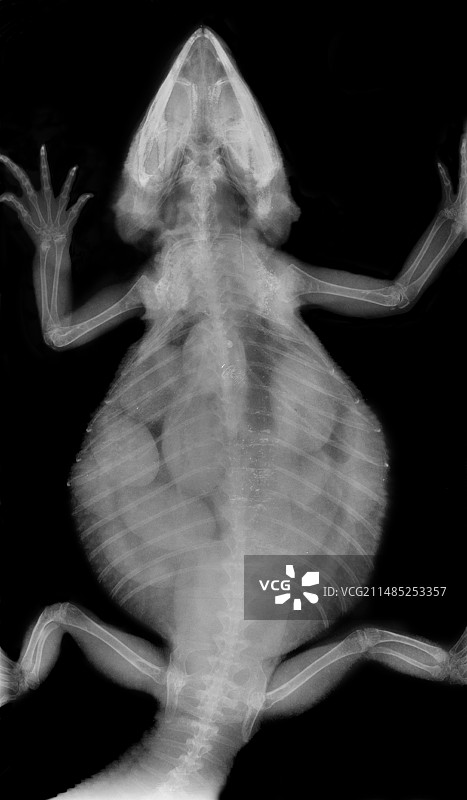 怀孕蜥蜴的X光片图片素材