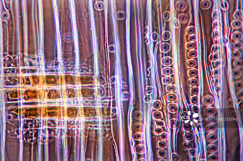 松树茎光学显微照片图片素材