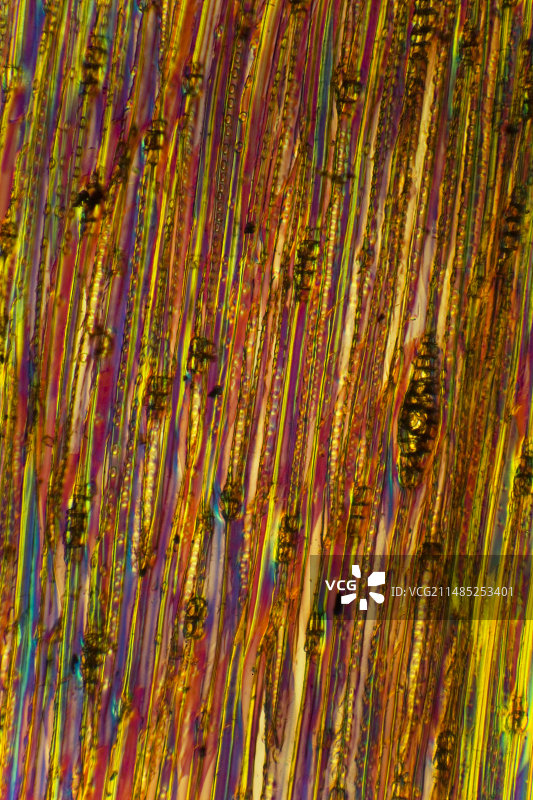 松树茎光学显微照片图片素材