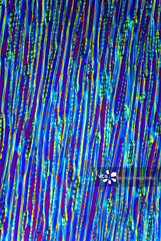 松树茎光学显微照片图片素材