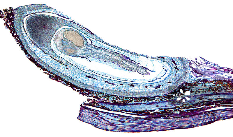 松树球果鳞片显微照片图片素材