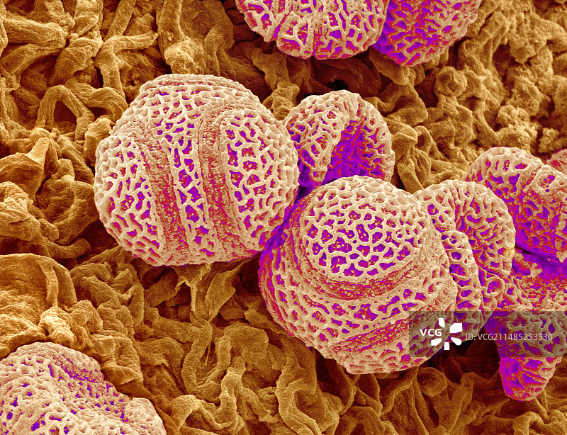 西番莲花粉扫描电镜图图片素材