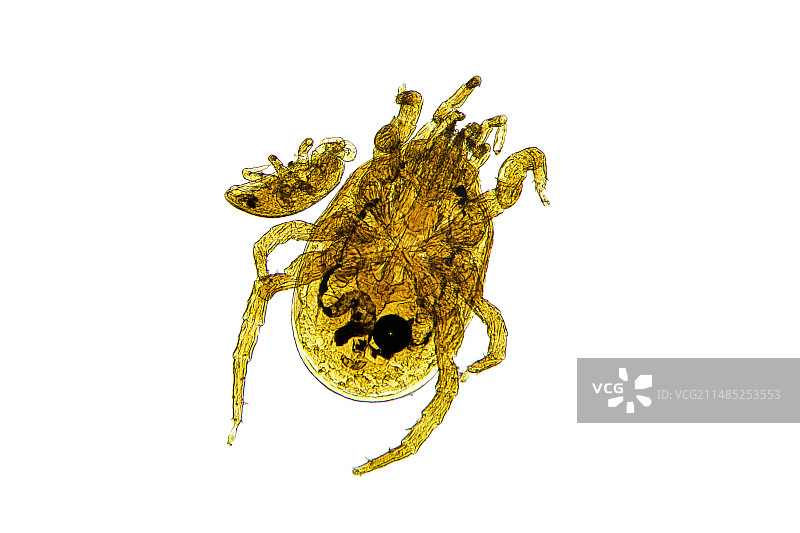 鸡螨显微照片图片素材