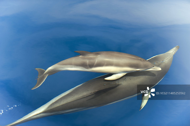 普通海豚图片素材