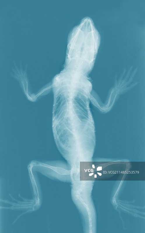 蜥蜴X光片图片素材