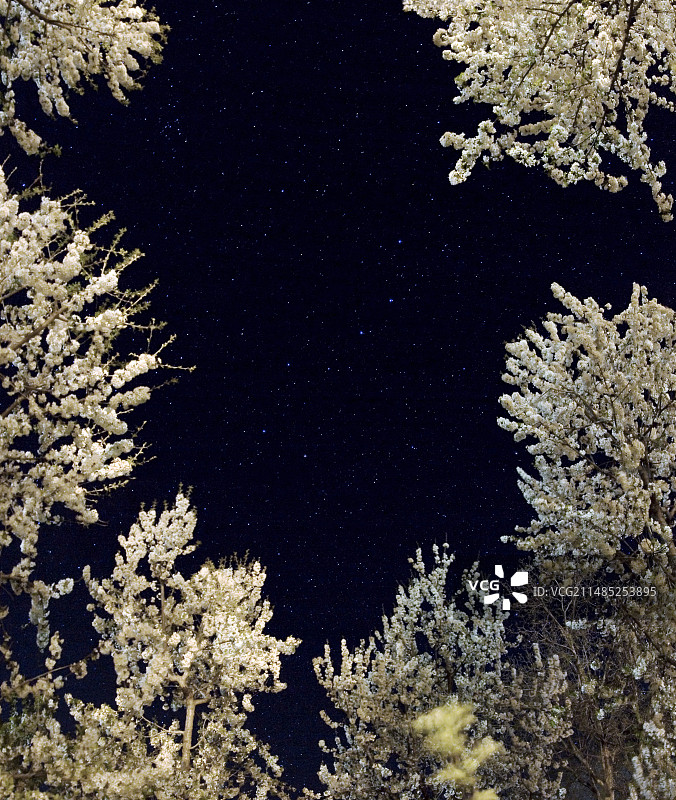 树木衬托下的大熊座图片素材