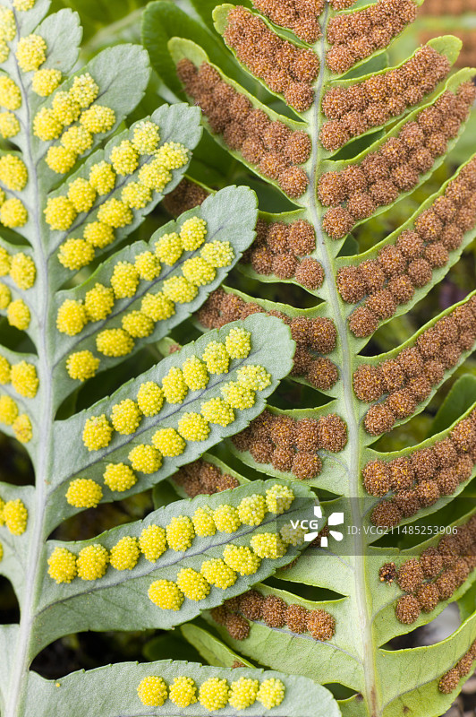 荚果蕨孢子囊群（Polypodium vulgare）图片素材