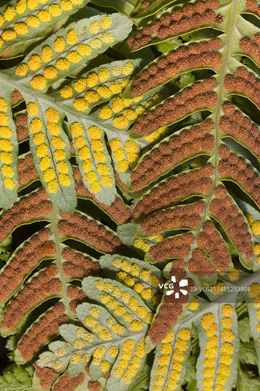 荚果蕨孢子囊群（Polypodium vulgare）图片素材