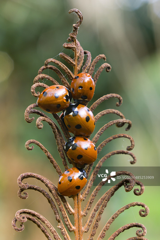 越冬的瓢虫群图片素材