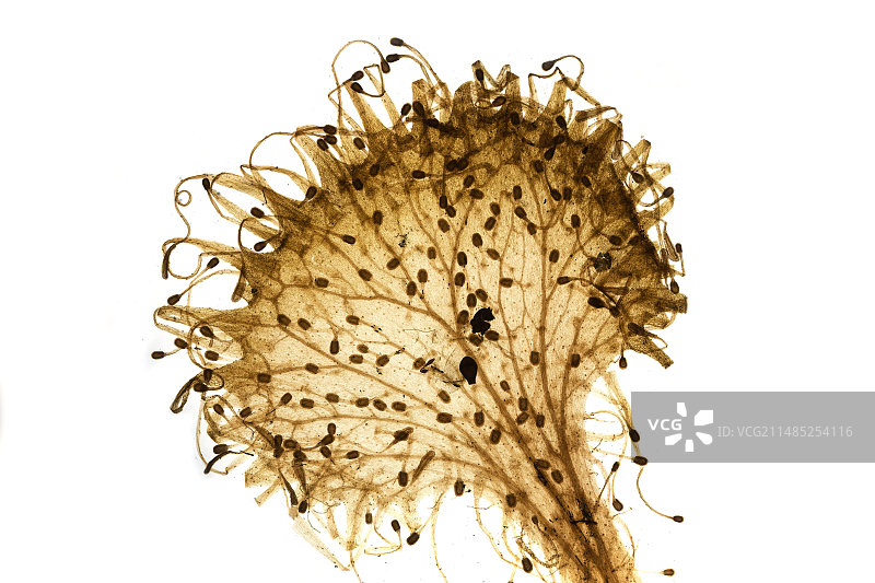 普通茅膏菜显微照片图片素材