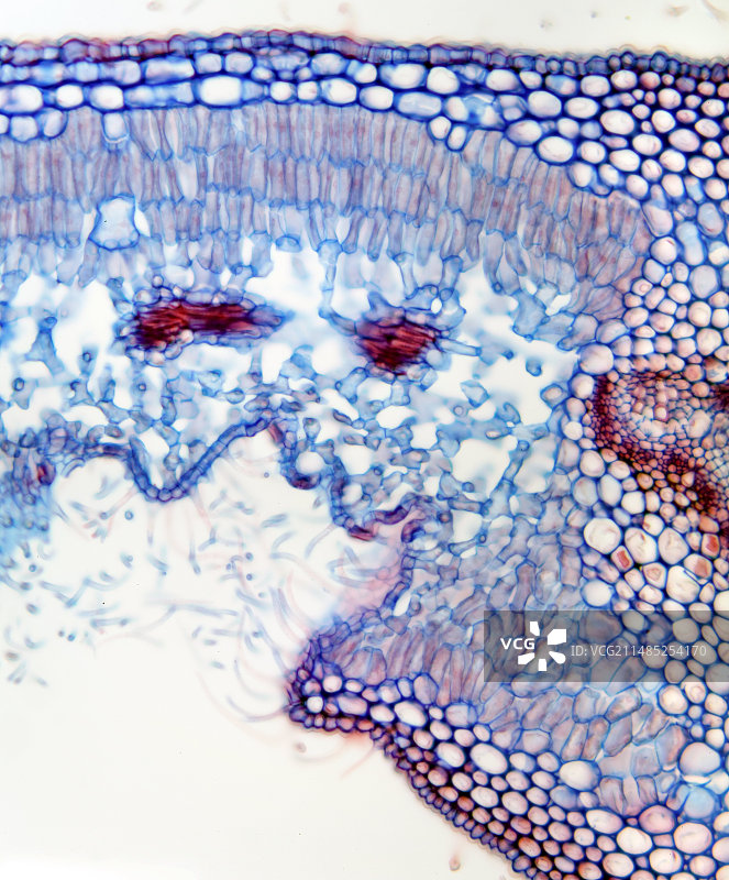 夹竹桃叶子显微照片图片素材