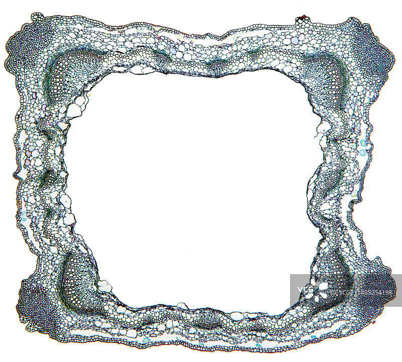 鼠尾草茎，光学显微照片图片素材