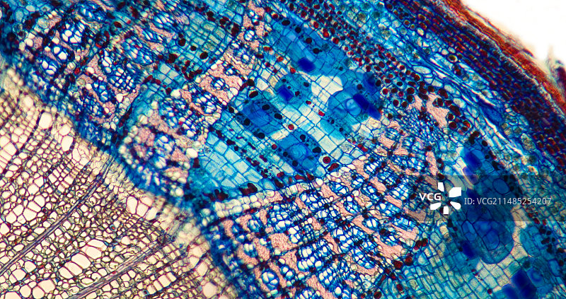 酸橙树茎显微照片图片素材