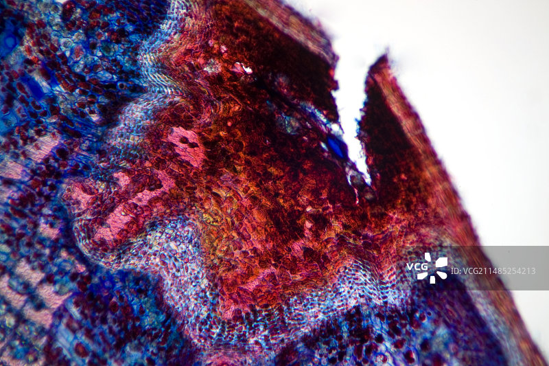 酸橙树干伤口的光学显微照片图片素材