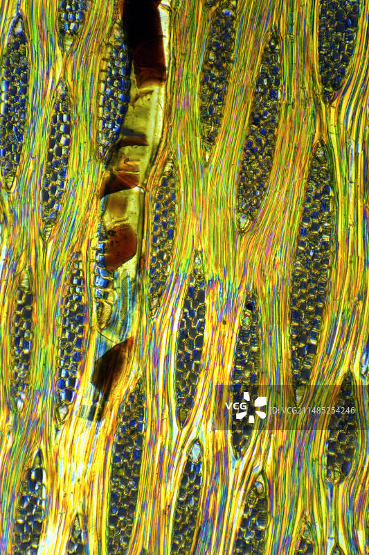 非洲桃花心木茎显微照片图片素材