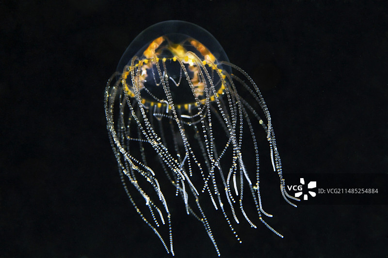 水螅虫水母图片素材